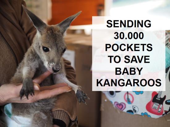 澳大利亚火灾：利斯组织并运送30000个动物育儿袋